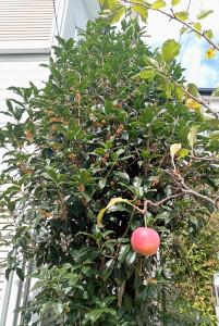 9��29�������ںԺ餭�Ϥ�